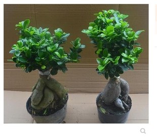 正宗小叶榕苗 小叶榕树树苗 细叶榕苗 长根须 高山榕苗 绿化树苗