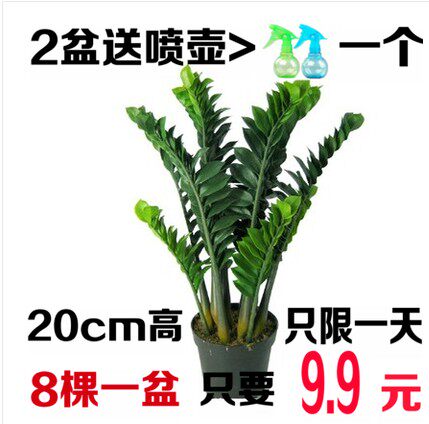 【天天特价】金钱树苗象征荣华富桌面绿植