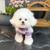 宠物新款 网红外出公主风毛衣保暖泰迪比熊博美猫咪雪纳瑞