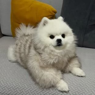 狗狗衣服秋冬保暖加厚雪纳瑞比熊贵宾柴犬西高地显气质皮草外套