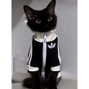 猫咪狗狗衣服德文猫衣服斯芬克斯秋冬纯棉加绒卫衣潮