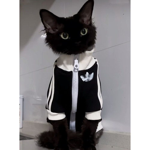猫咪狗狗衣服德文猫衣服斯芬克斯秋冬纯棉加绒卫衣潮