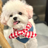 韩版 狗狗可爱派对牛仔蝴蝶结围巾围兜围嘴猫咪宠物口水围脖比熊犬