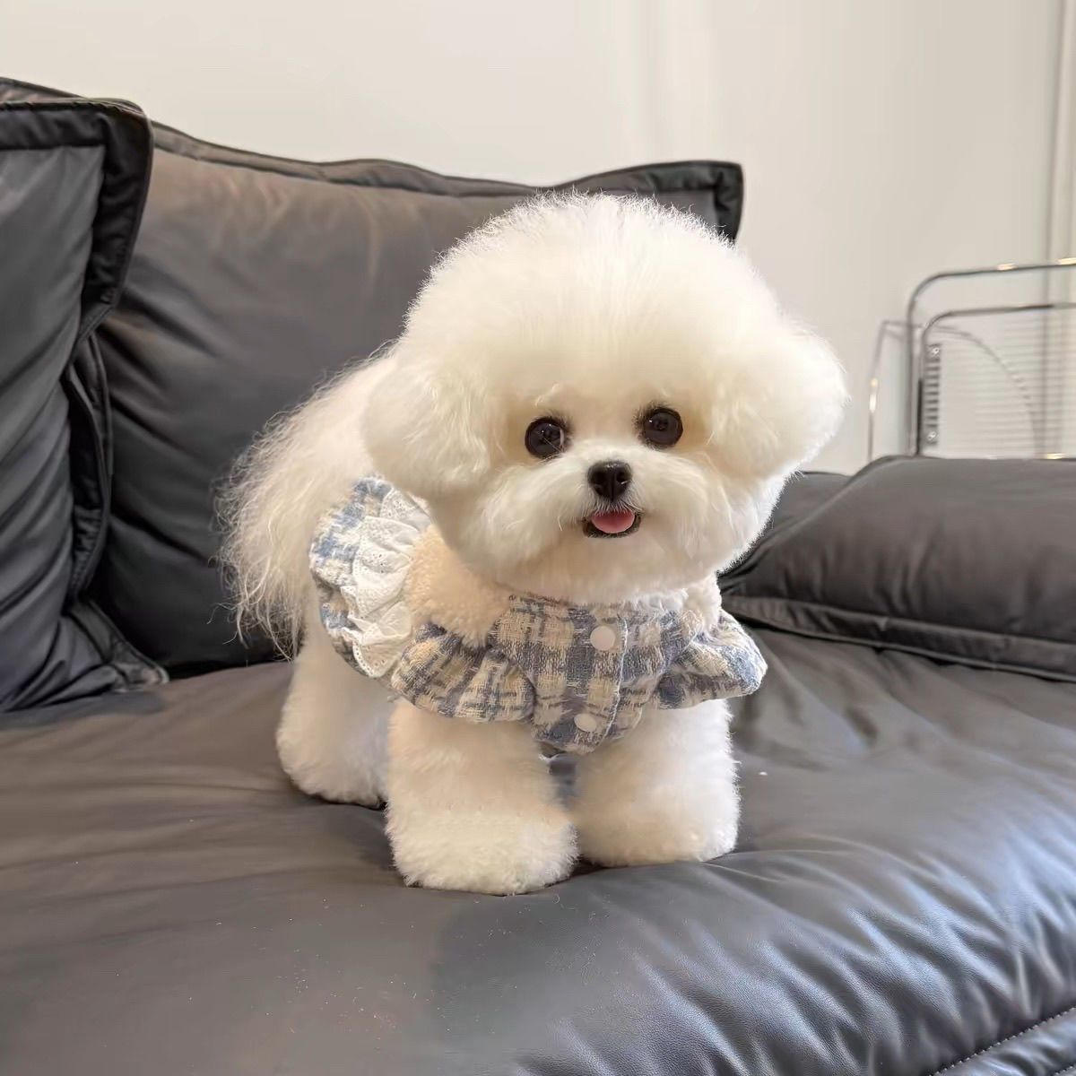 狗狗衣服秋冬新款加绒加厚小香风羊羔绒南瓜裙牵引扣宠物比熊泰迪