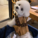 猫咪狗狗衣服比熊约克夏西高地小中型犬宠物可牵引背带