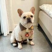 加厚连体棉衣 加绒苹果熊外出棉服冬装 法斗冬装 西高地衣服巴哥冬季