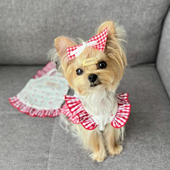 清新可爱小型犬泰迪比熊猫咪博美碎花连衣裙春夏装 敲美 小裙子