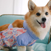 腿儿狗狗防脏裤 柯基狗狗外出防尘裤 狗狗防脏裤 比熊泰迪狗腿套洋气