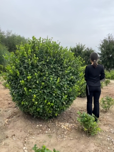 绿化工程苗卫矛 卫矛小苗 卫矛毛球 卫矛球 火焰卫矛球