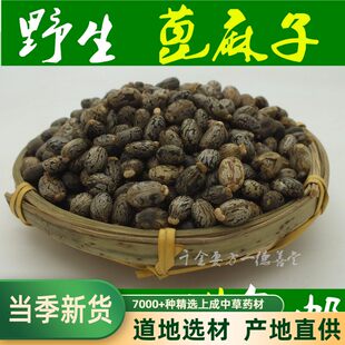 蓖麻子 蓖麻籽中药材新鲜干货500g包邮大粒 蓖麻籽种子 红大麻子