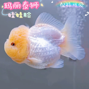 玛丽泰狮观赏鱼玛丽f1进口玛丽苗黑白三色红头黑袍好养小尾玛丽苗