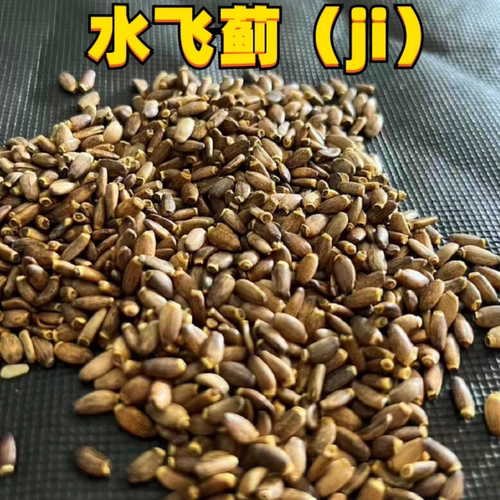 水飞蓟小阳太蜡嘴铜玄凤牡丹鹦鹉