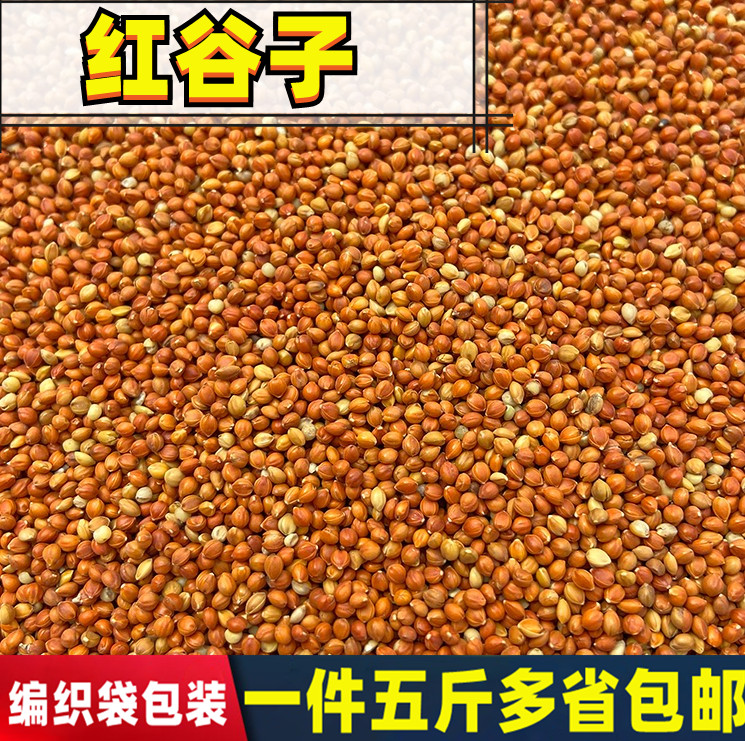 5斤带壳红谷子a级带壳虎皮牡丹