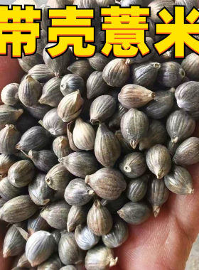 带壳薏仁薏米太阳和尚小宠物零食中大型鸟粮鸟食鹦鹉仓鼠零食