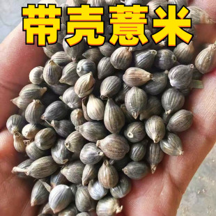 带壳薏仁薏米太阳和尚小宠物零食中大型鸟粮鸟食鹦鹉仓鼠零食