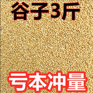 新黄谷子带壳小米虎皮牡丹玄凤中小型鹦鹉文鸟鸟粮鸟食3斤编织袋
