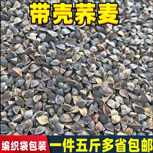 新货荞麦/带壳荞麦/信鸽观赏鸽 鹦鹉鸟食仓鼠 龙猫粮食 五斤包邮