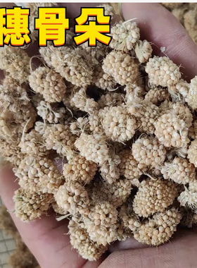 谷穗仓鼠金丝熊黄谷穗麦穗天