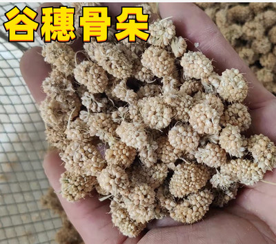 谷穗仓鼠金丝熊黄谷穗麦穗天