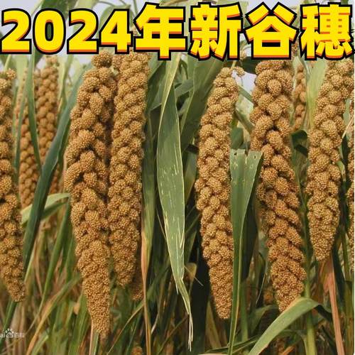 谷穗2025年秋收鹦鹉仓鼠零食