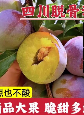 四川脆红李现摘脱骨半边红蜂糖甜土李子汶川新鲜水果青红翠李顺丰