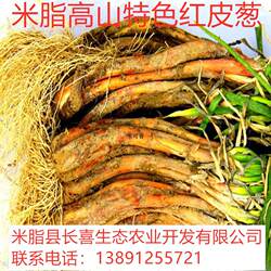 陕西陕北米脂特色高山红皮葱