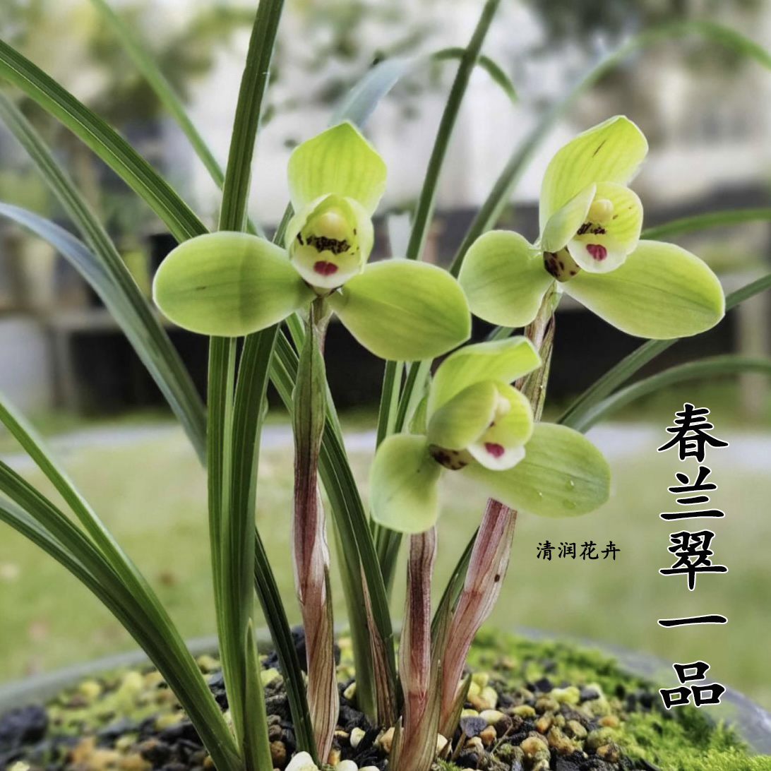 兰花苗春兰老八种翠一品秋冬带花苞浓香型室内花卉绿植盆栽好养