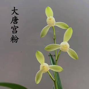 兰大唐宫粉夏秋带花苞浓香型室内花卉绿植盆栽好养 兰花苗建兰四季