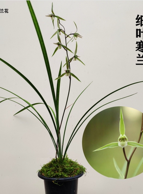 兰花苗细叶寒兰秋冬带花苞浓香型室内绿植花卉盆栽好养