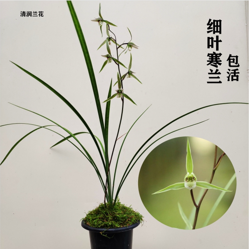 细叶寒兰叶彩飘逸兰花绿植好养