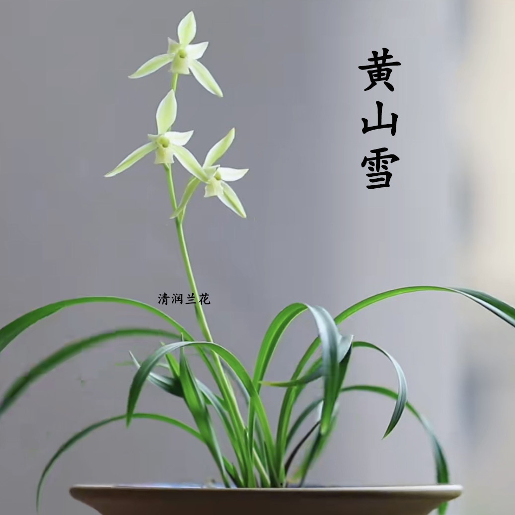 兰花建兰黄山雪矮种白花