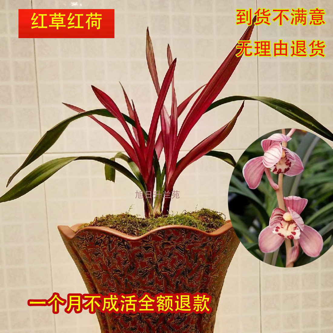 兰花建兰红草红荷铭品高档花卉办公室客厅绿植盆栽兰草花名贵