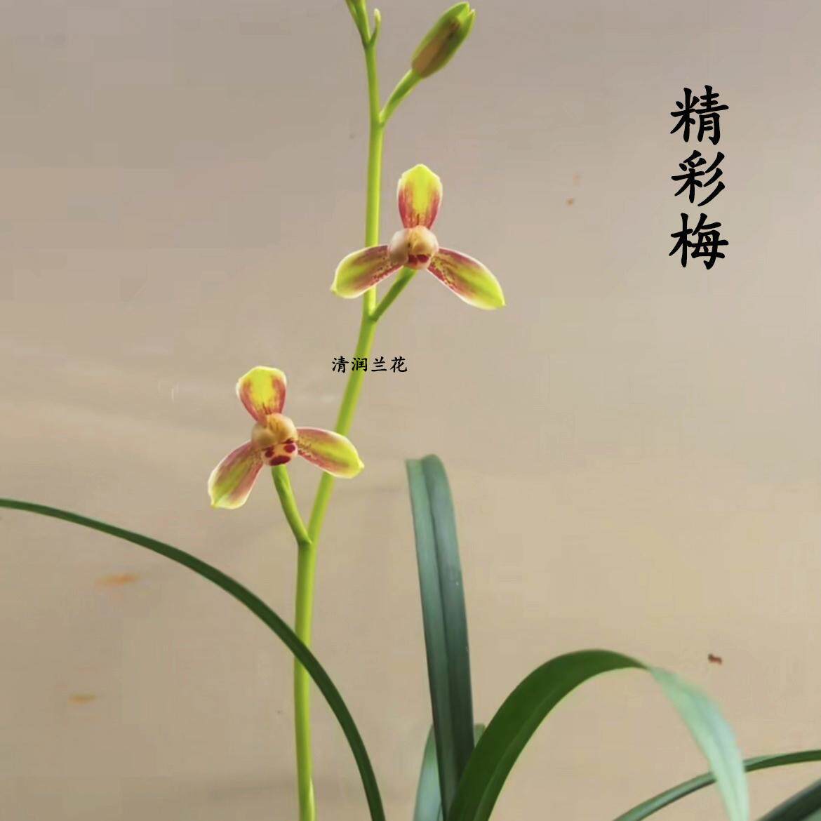 兰花苗建兰四季兰精彩梅小草型室内花卉绿植盆栽夏秋带花苞好养