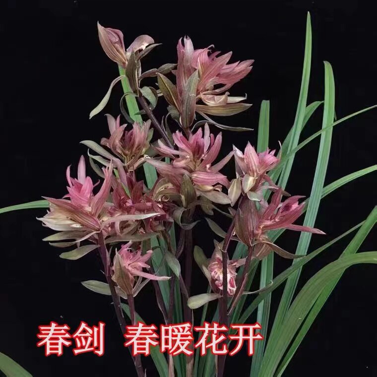兰花苗春剑春暖花开 多瓣奇花超浓香名品室内盆栽花卉易养