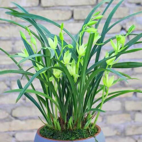 兰花建兰带花苞仙女素