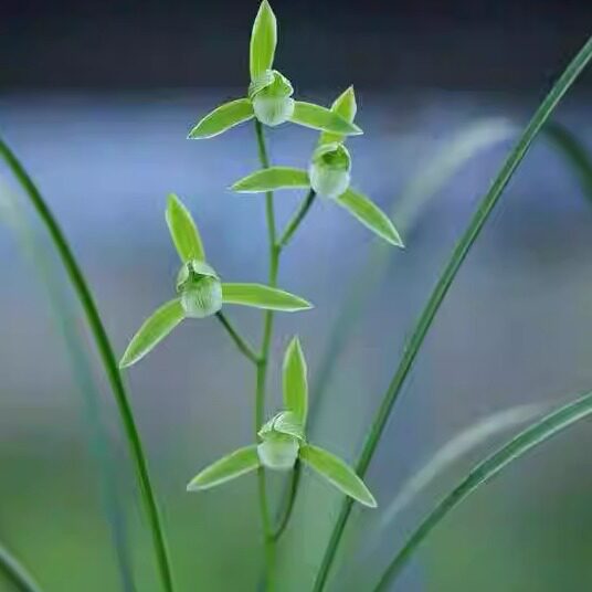 兰花苗细叶寒兰素花铭品秋冬带花苞浓香型室内花卉绿植盆栽