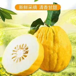 香橼果云南新鲜大果水果香橼香圆食用观赏摆贡农家基地直销现摘现