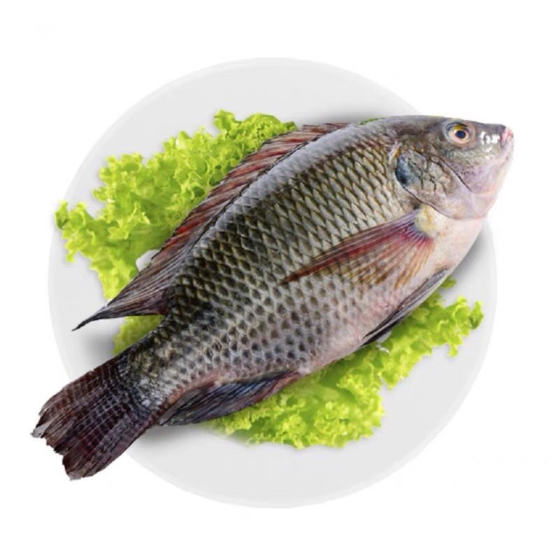 新鲜罗非鱼三去净重福寿鱼红烧鱼水煮鱼当天现杀新鲜饭堂家庭,水产肉类/新鲜蔬果/熟食,淡水鱼类,淘宝优惠券,粉丝福利购,淘宝优惠卷