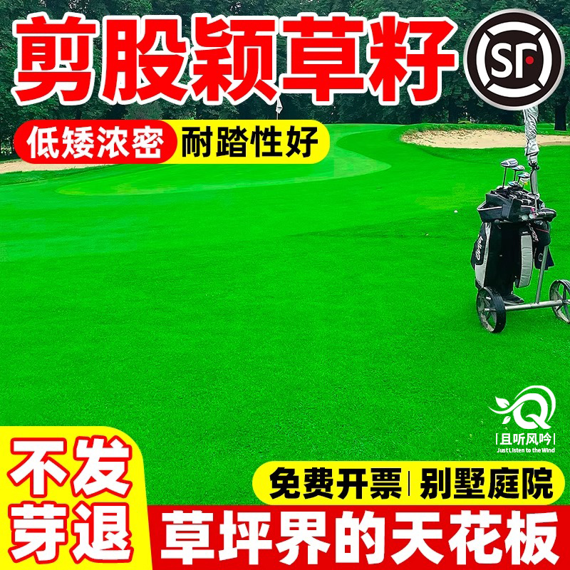 剪股颖草籽匍匐矮生免修剪高尔夫草坪耐践踏庭院别墅小区绿化种子
