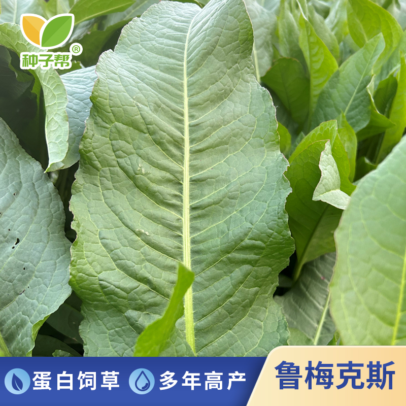 食叶草母本鲁梅克斯种子多年生耐寒耐盐碱高蛋白养猪家禽牧草净籽