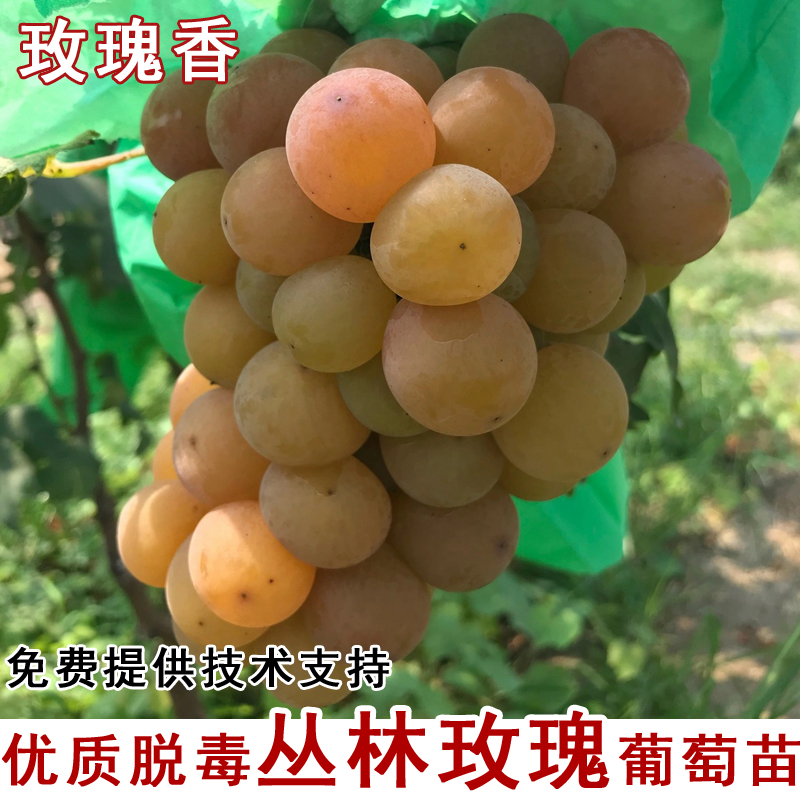 嫁接丛林玫瑰葡萄树苖贝达砧木无核早熟高甜葡萄苗夏季种植果树苗