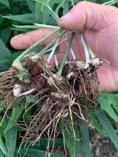 不倒苗黄精小苗高杆不倒苗黄精苗亩产5至8吨