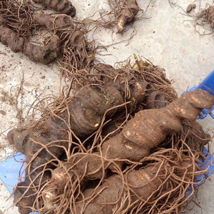 新鲜大重楼云南滇重楼七叶一枝花新鲜现挖