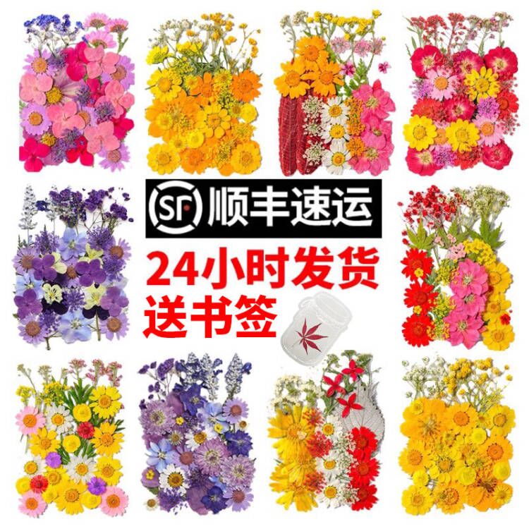 干花diy材料干花材料包压花书签干花标本押花压花植物标本干花