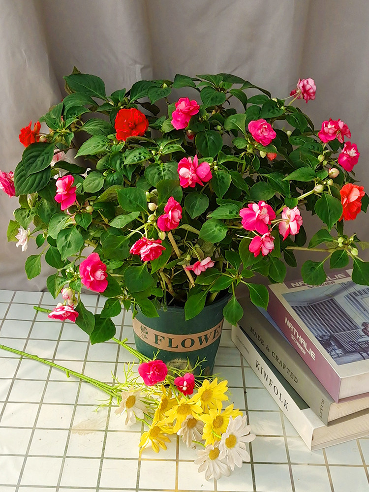 水梅花盆栽四季开花苞不断喜欢修剪容易爆盆室内外养殖耐寒颜值高