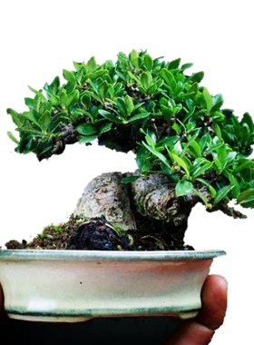 栀子花盆景素材直播间一物一拍