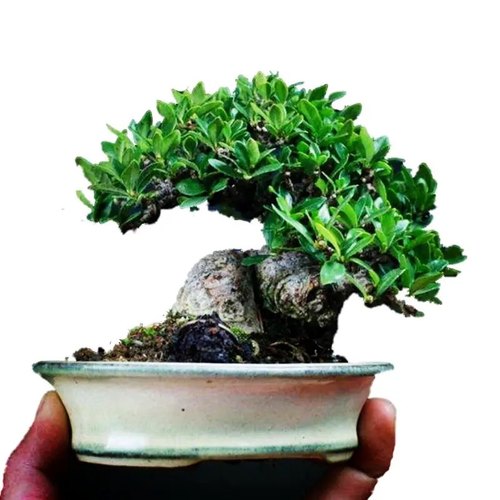 栀子花盆景素材直播间一物一拍