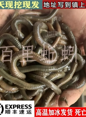 包活到家现挖现发湖北青蚯蚓野生活体黑蚯蚓新鲜活钓黄鳝钓鱼活饵