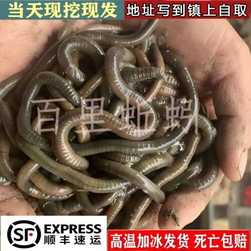 包活到家湖北大青蚯蚓鲜活黑蚯蚓