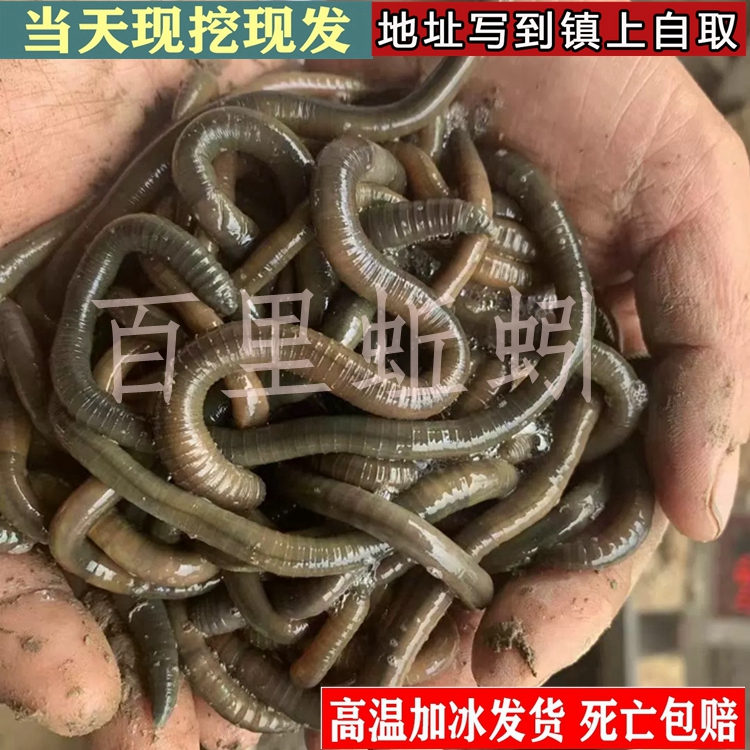 湖北野生青蚯蚓鲜活大黑蚯蚓直销